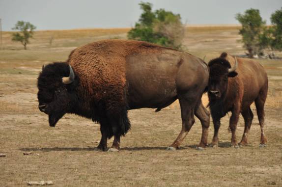 O primeiro bisão a gente nunca esquece! (Badlands National Park, em South Dakota, nos Estados Unidos)